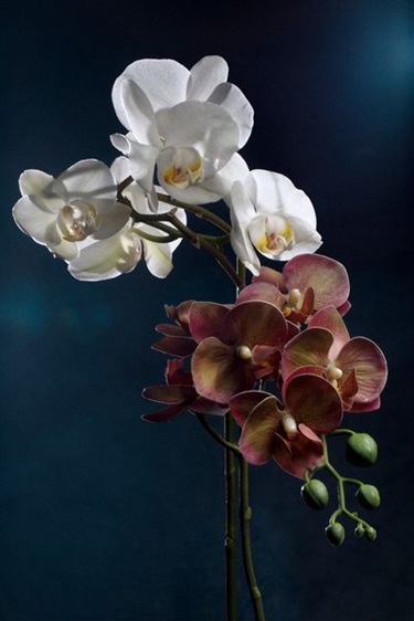 Second-Nature-Paired-Study-Orchids.jpg